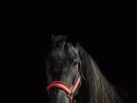 घोड़ी, American shetland pony — फ़ोटो 4