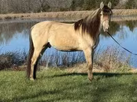 घोड़ा, Rocky Mountain Horse — फ़ोटो 3