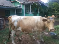গাভী, Simmental cattle — ছবি 1