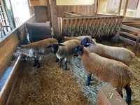 মেষী, Baerchuke sheep — ছবি 3