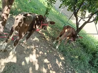 Kuh, Red Estonian cattle — Foto 2