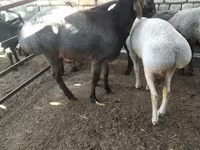 ভেড়ার পাঁঠা, ভেড়া — ছবি 1