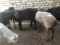 ভেড়ার পাঁঠা, ভেড়া — ছবি 6