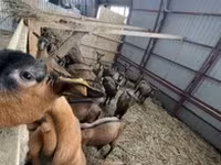Cabra, Alpine goat — foto 2