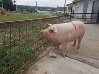 মাদি শূকর, শূকর — ছবি 4