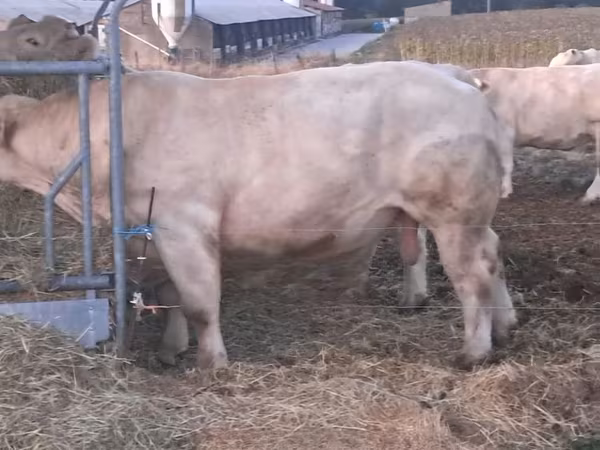 ثور, Charolais cattle
