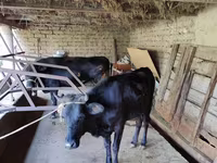 গাভী, গরু — ছবি 6