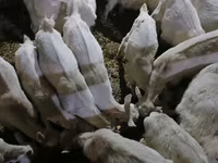 ছাগী, Saanen goat — ছবি 4