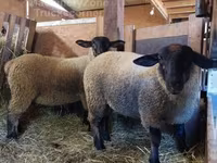 মেষী, Baerchuke sheep — ছবি 2