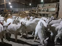 ছাগী, Saanen goat — ছবি 1