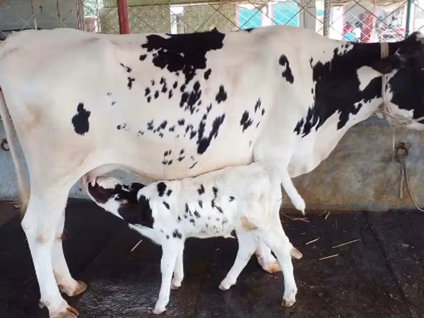 গাভী, গোলস্টাইন জাত — বাংলাদেশ