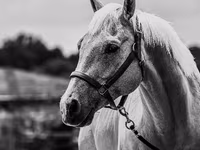 Hengst, Quarter Horse — Foto 4