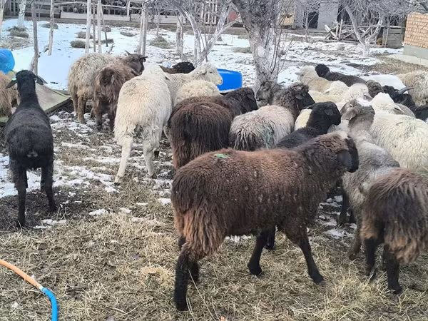 Sheep