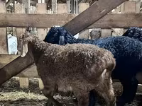 Carnero, Baerchuke sheep — foto 2