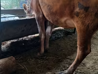 गाय, अलाताऊ नस्ल — फ़ोटो 5
