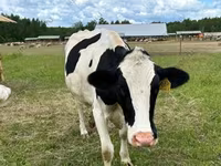 Kuh, Holstein-Rasse — Foto 3