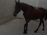 घोड़ी, Anglo-Arabian — फ़ोटो 5