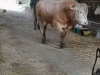 ষাঁড়, Blonde d’Aquitane cattle — ছবি 1