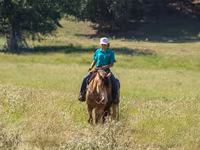 حصان, Gypsy horse — الصورة 6