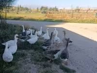 Geese — Foto 4