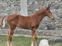 घोड़ा, Anglo-Arabian — फ़ोटो 2