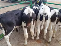 Bulle, Holstein-Rasse — Foto 6