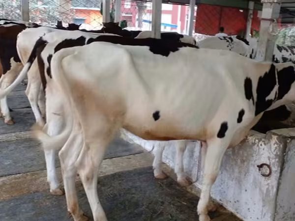 গাভী, বিফালো — বাংলাদেশ