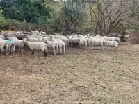 মেষী, Baerchuke sheep — ছবি 3