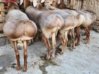 كبش, الأغنام — الصورة 2