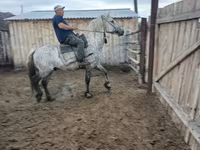 Mare, Horse breed — photo 6
