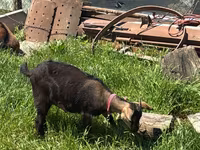 Cabra, Nubian Goat — foto 4