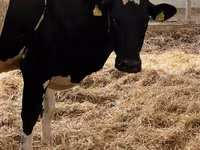 Kuh, Holstein-Rasse — Foto 3