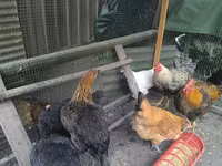Chickens — Foto 2