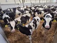Bulle, Holstein-Rasse — Foto 1