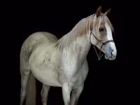 Stute, Quarter Horse — Foto 2