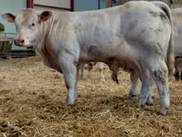 ষাঁড়, Charolais cattle — ছবি 4