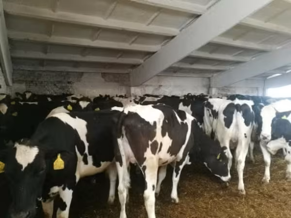 Kuh, Holstein-Rasse