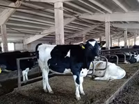 Bull, Russian Black pied cattle — photo 2