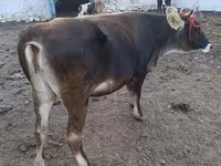 सांड, अलाताऊ नस्ल — फ़ोटो 6