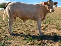 ষাঁড়, Charolais cattle — ছবি 3