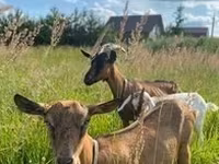 Cabra, Cabras — foto 2
