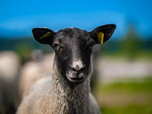 كبش, Romanov sheep