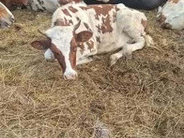 Ukrainian Red Pied Dairy cattle