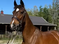 घोड़ी, Dutch warmblood horse — फ़ोटो 1