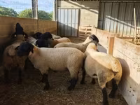 ভেড়ার পাঁঠা, White Suffolk sheep — ছবি 4