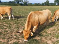 গাভী, Aubrac cattle — ছবি 5