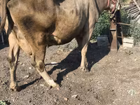 गाय, अलाताऊ नस्ल — फ़ोटो 4