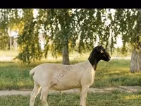 كبش, Edilbay sheep — الصورة 6