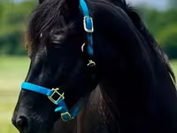 घोड़ी, Rocky Mountain Horse — फ़ोटो 6
