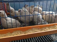 কিং কোয়েল — ছবি 4